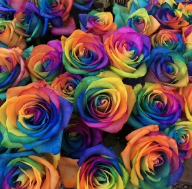 Rainbow rose Collection